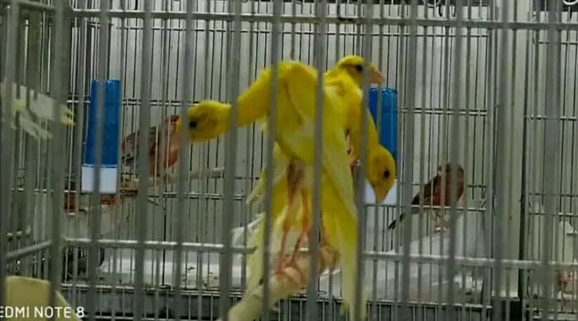 قناری جیبوس جیور سرخ پرسپولیس|پرنده|قم, لسانی|دیوار