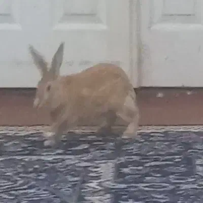 خرگوش|موش و خرگوش|قوچان, |دیوار