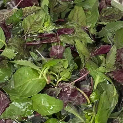 جوجه|حیوانات مزرعه|نیشابور, سرآب کوشک|دیوار