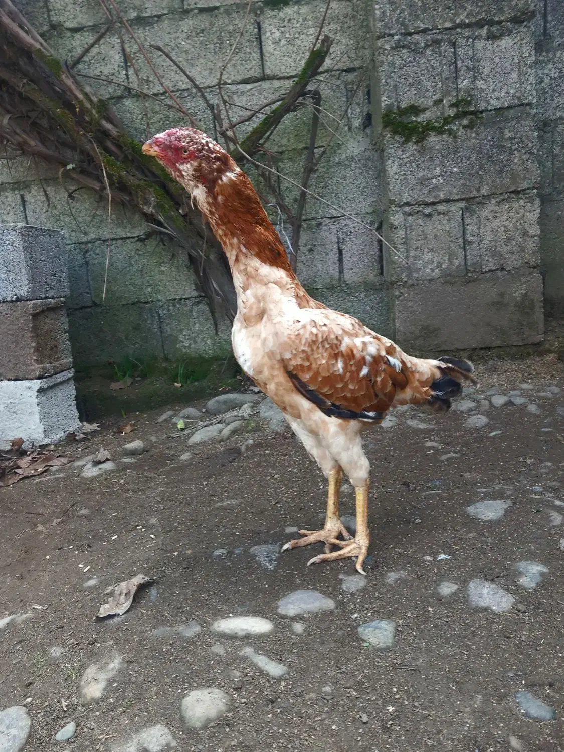 مرغ لاری ۲ عدد خروس مشکی|حیوانات مزرعه|رشت, لاکان|دیوار