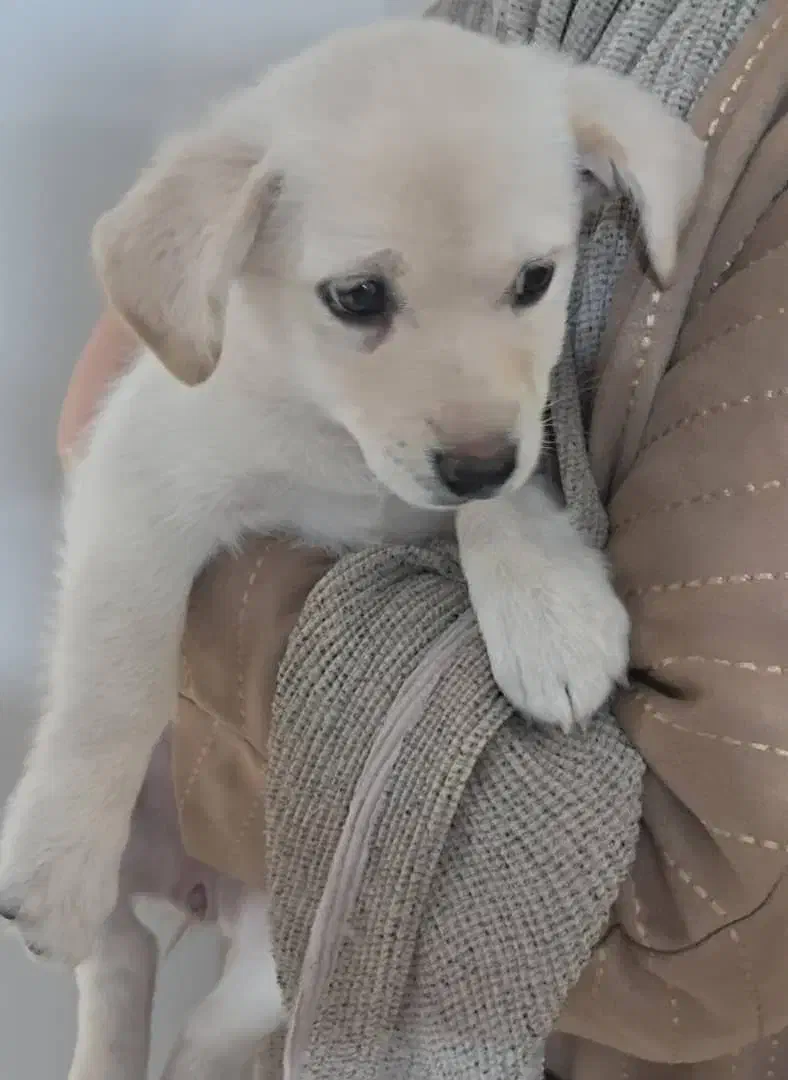 واگذاری سگ|سگ|تهران, گمرک|دیوار