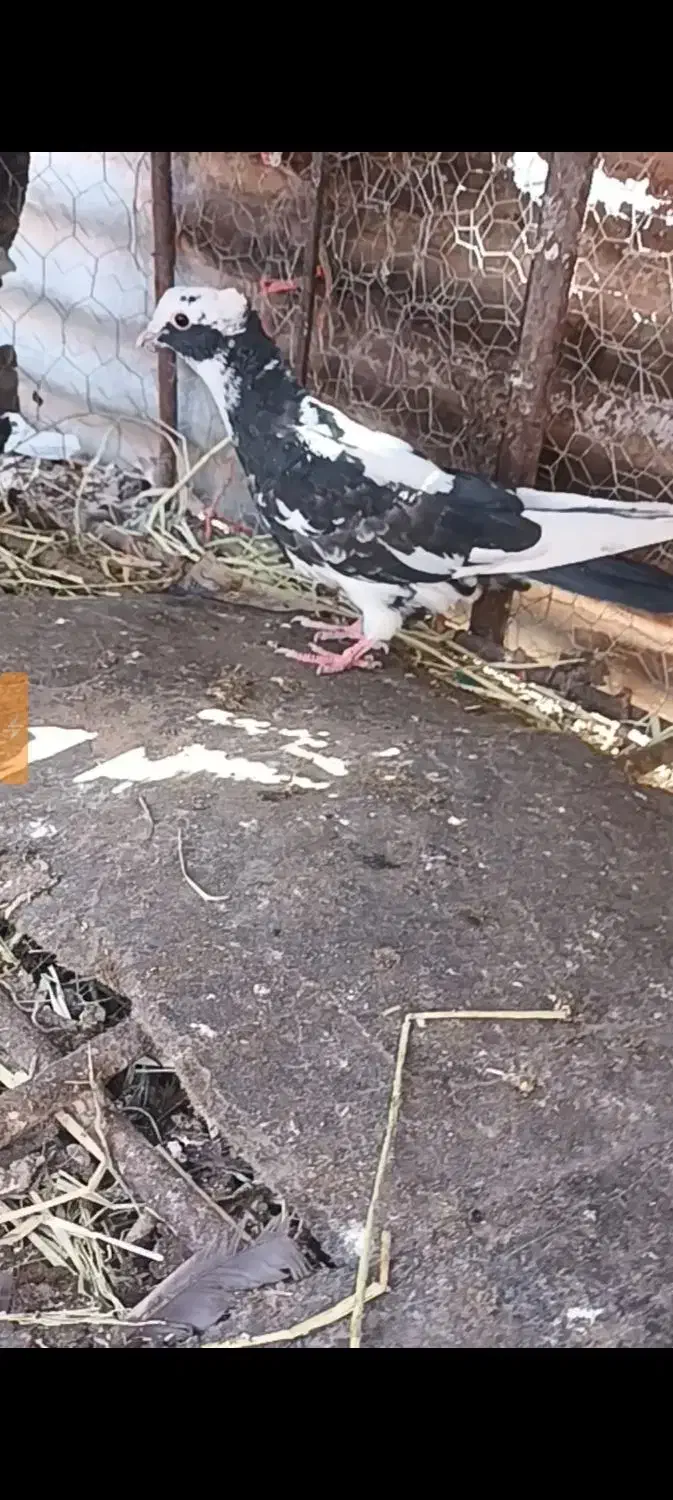 کبوتر|پرنده|آبدانان, |دیوار