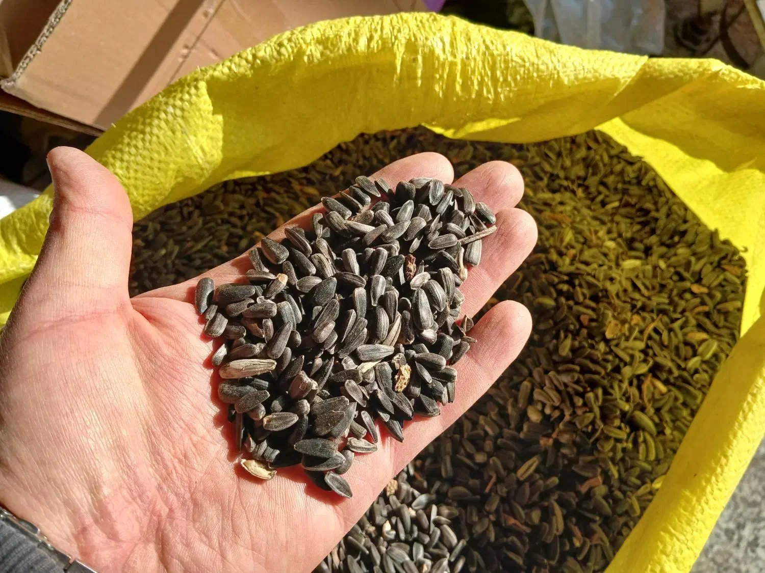 تخمه|خوردنی و آشامیدنی|ری, شهرری|دیوار