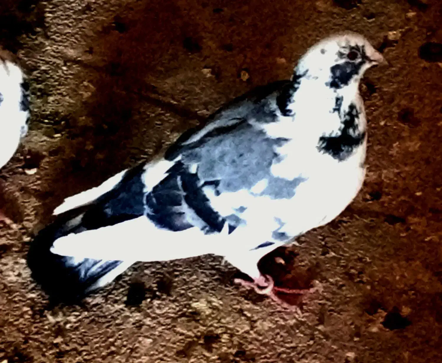 کفتر|حیوانات|یزد, |دیوار