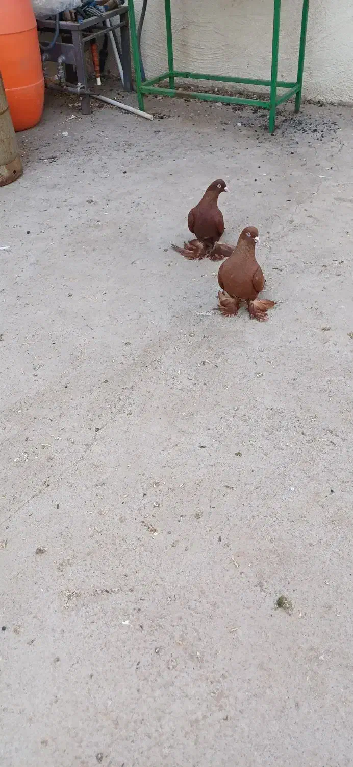 کبوتر|پرنده|تبریز, |دیوار