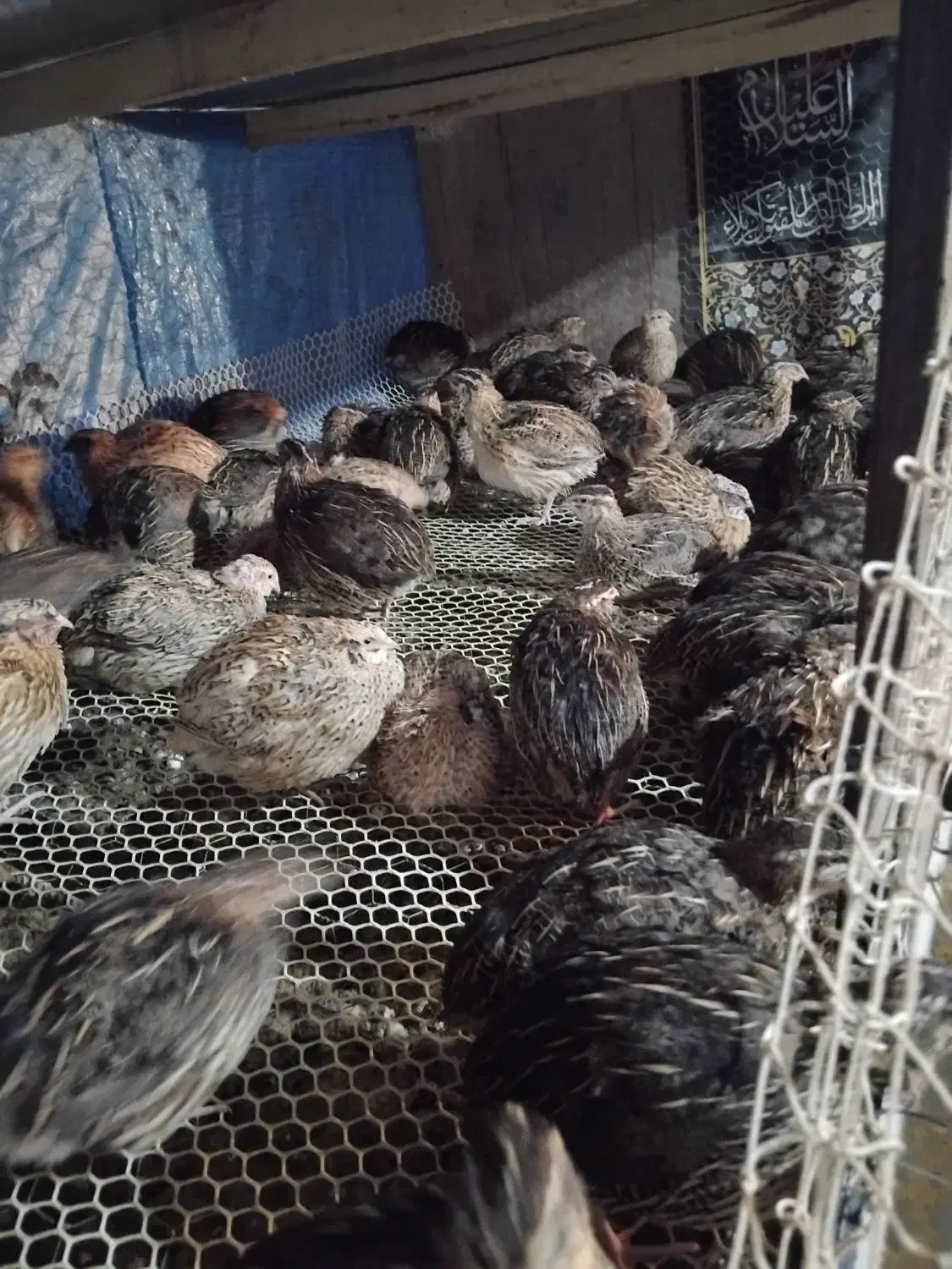 بلدرچین تخمگذار|حیوانات مزرعه|دابودشت, |دیوار