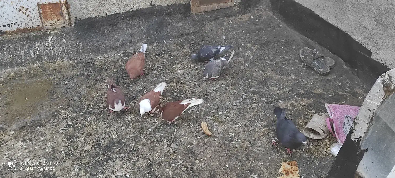 کبوتر|پرنده|سیدآباد, |دیوار