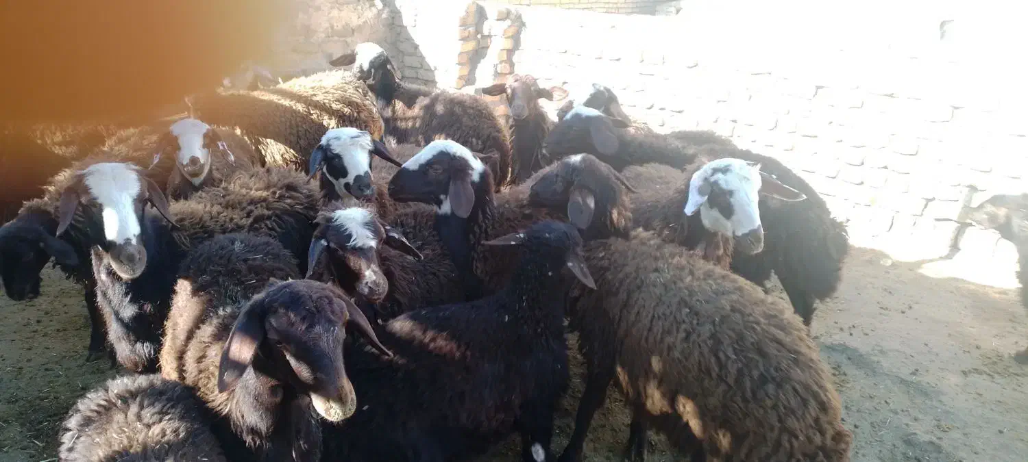 بره نروماده افشاری قزل|حیوانات مزرعه|گیان, |دیوار