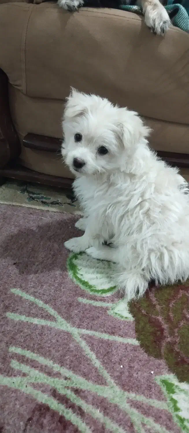 توله سگ میکس شیتزو و پامر خرسی|سگ|دزفول, |دیوار