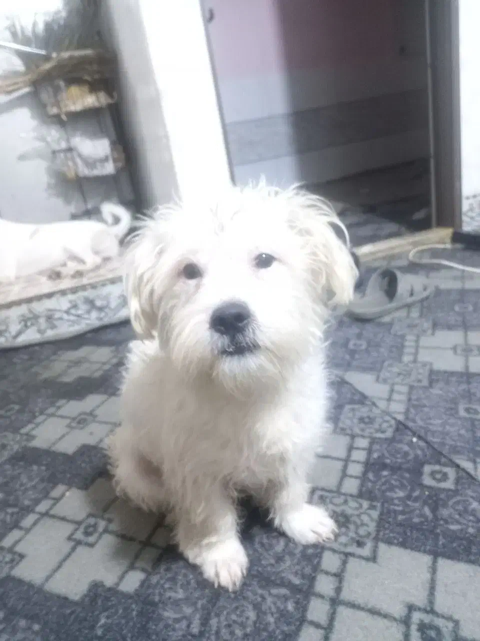 سگ نر اشپیتز|سگ|مشهد, همت آباد|دیوار