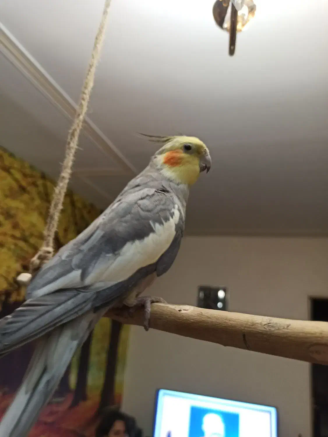 سینامون سخنگو باهوش هنرمند|پرنده|تهران, بهار|دیوار