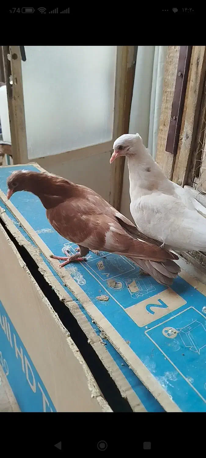 کفتر جوجه سینه دم قهوایی و طوقی|پرنده|قم, تولید دارو و یخچال|دیوار