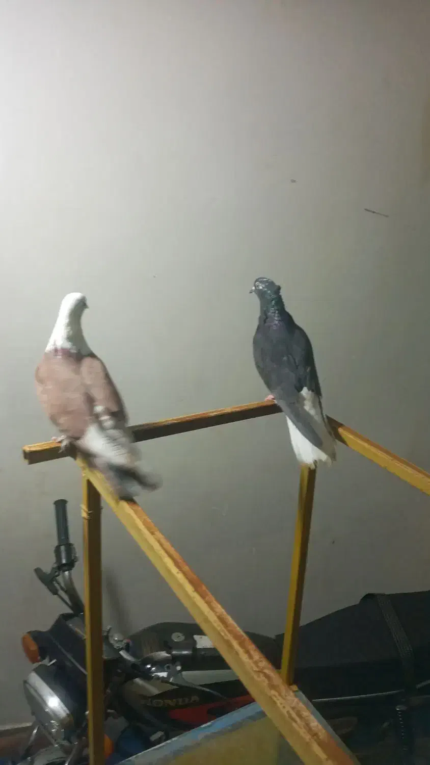 رنگی|پرنده|مسجد سلیمان, |دیوار