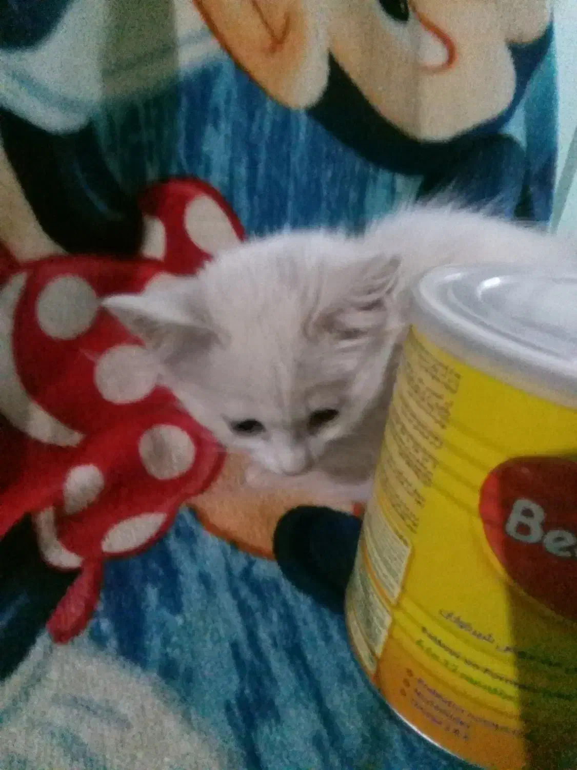 گربه دوماهه بریتیش|گربه|خوی, |دیوار