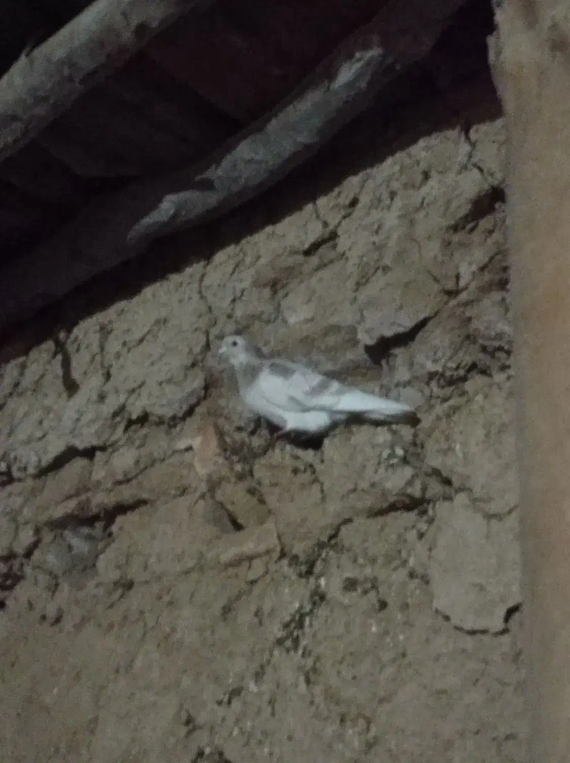 کبوتر|پرنده|جلگه شوقان, |دیوار