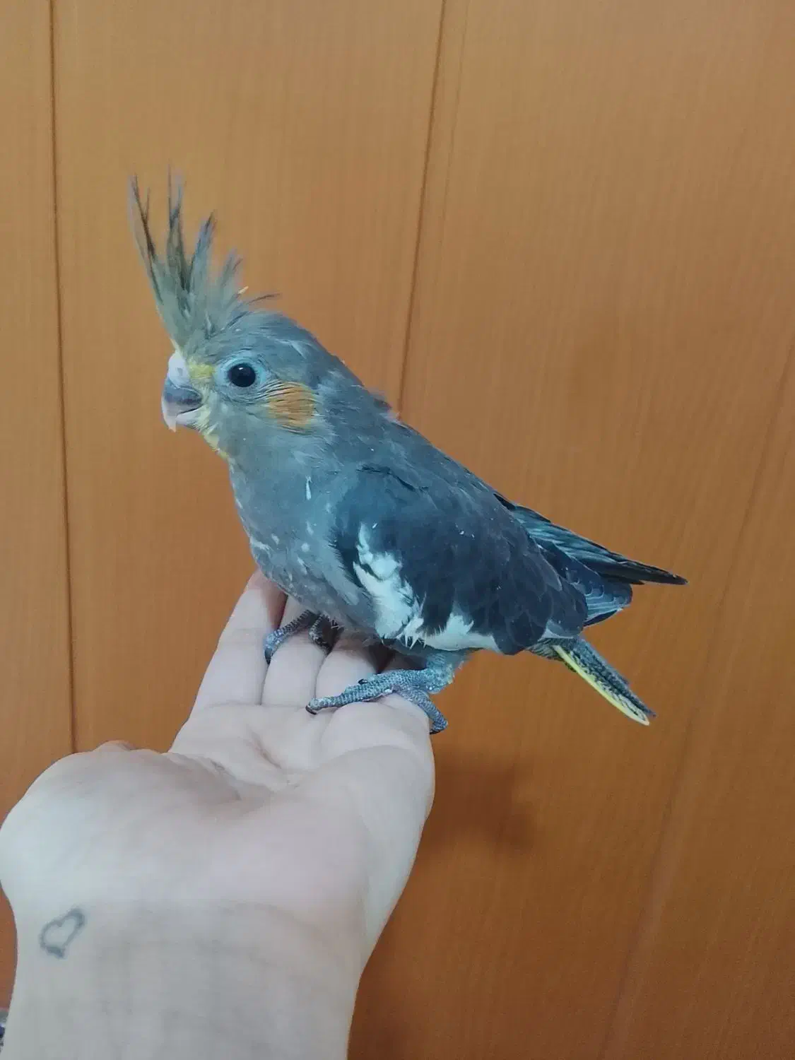 عروس هلندی|پرنده|مشهد, یاس|دیوار