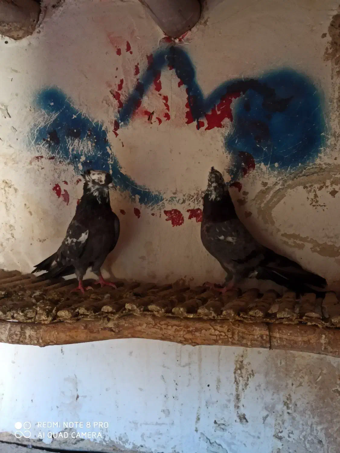 کبوتر اصفهانی گم کردم|پرنده|خمینیشهر, |دیوار