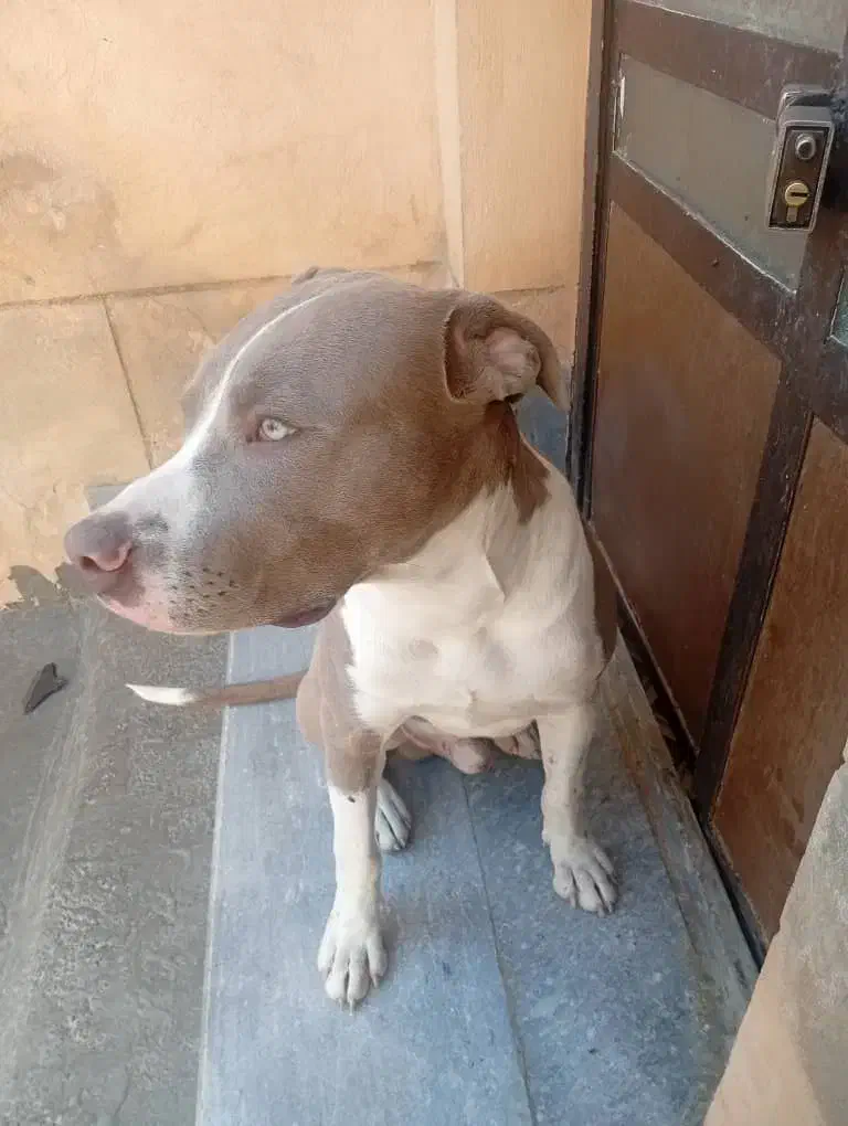 پیتبول چهارماهه|سگ|شیراز, سلطان آباد|دیوار