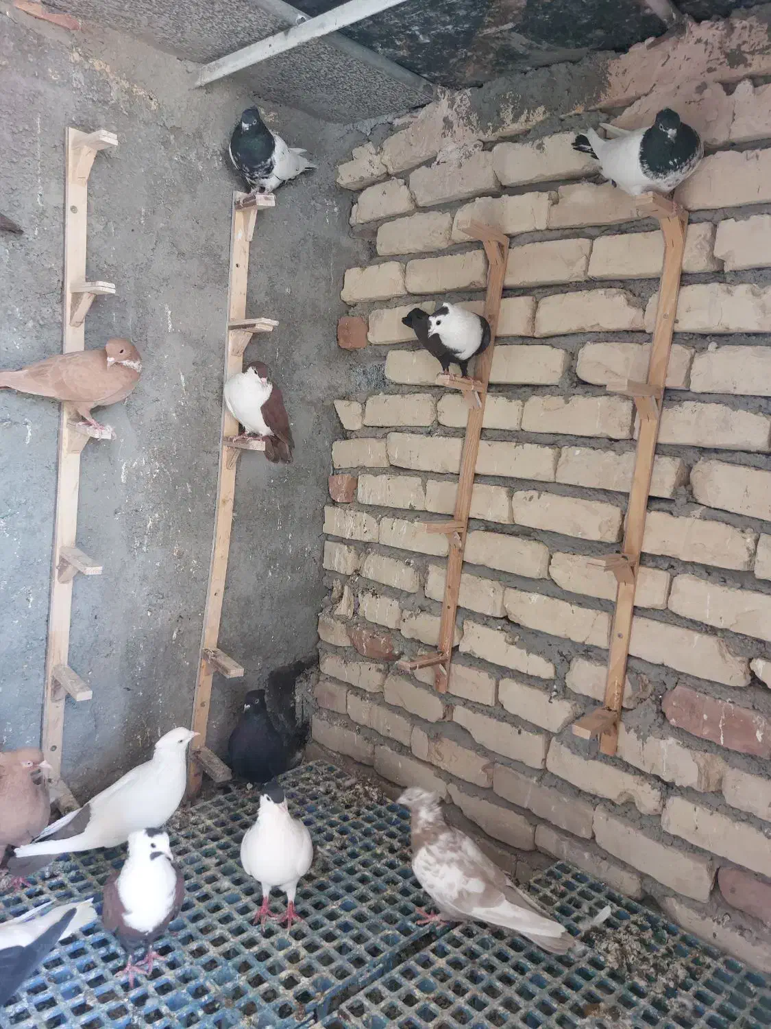 کبوتر رنگه|پرنده|بیرجند, |دیوار