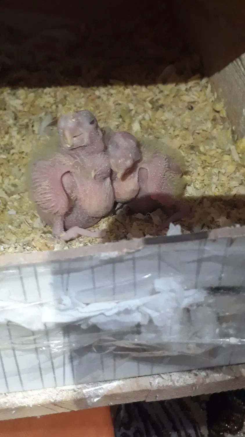 جفت طوطی عروس مولد با دو تا جوجه|پرنده|قائمشهر, |دیوار