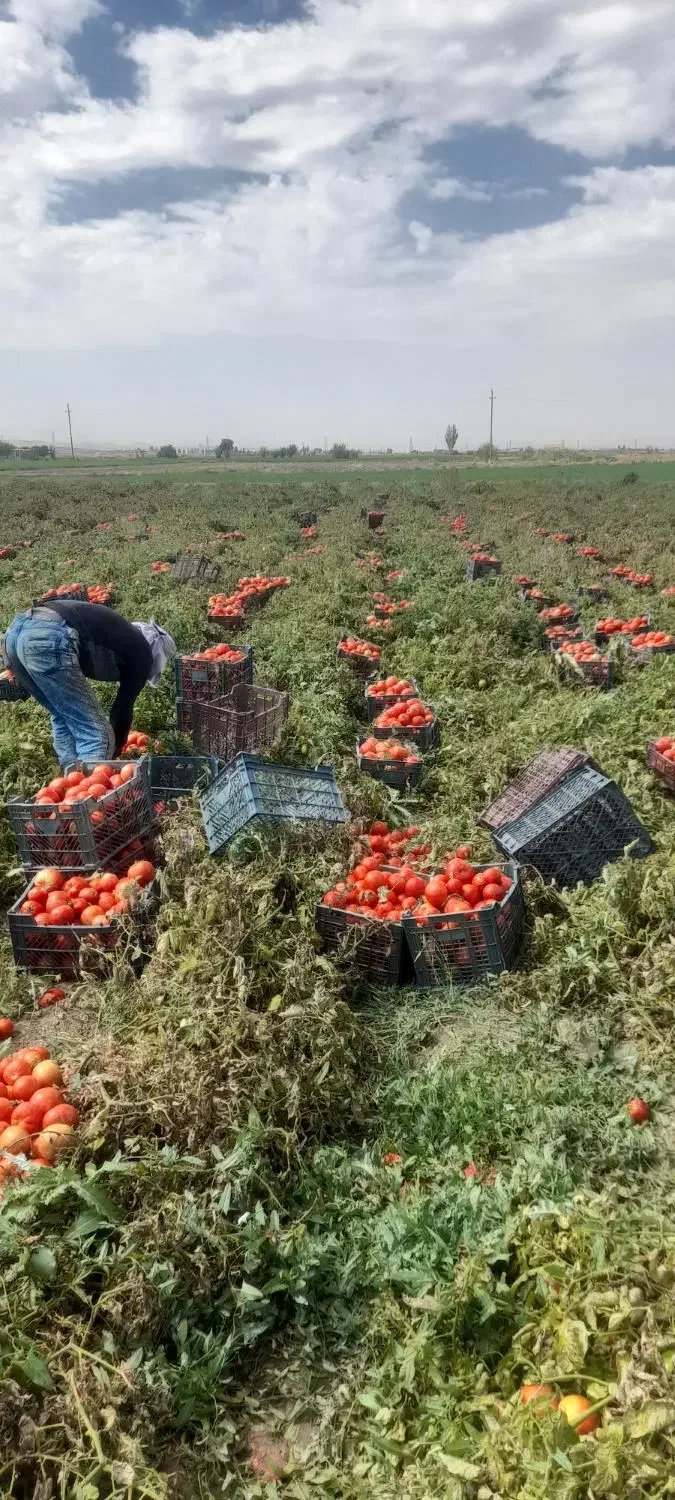 نیازمند کارگر گوجه چین|استخدام صنعتی، فنی، مهندسی|کبودرآهنگ, |دیوار
