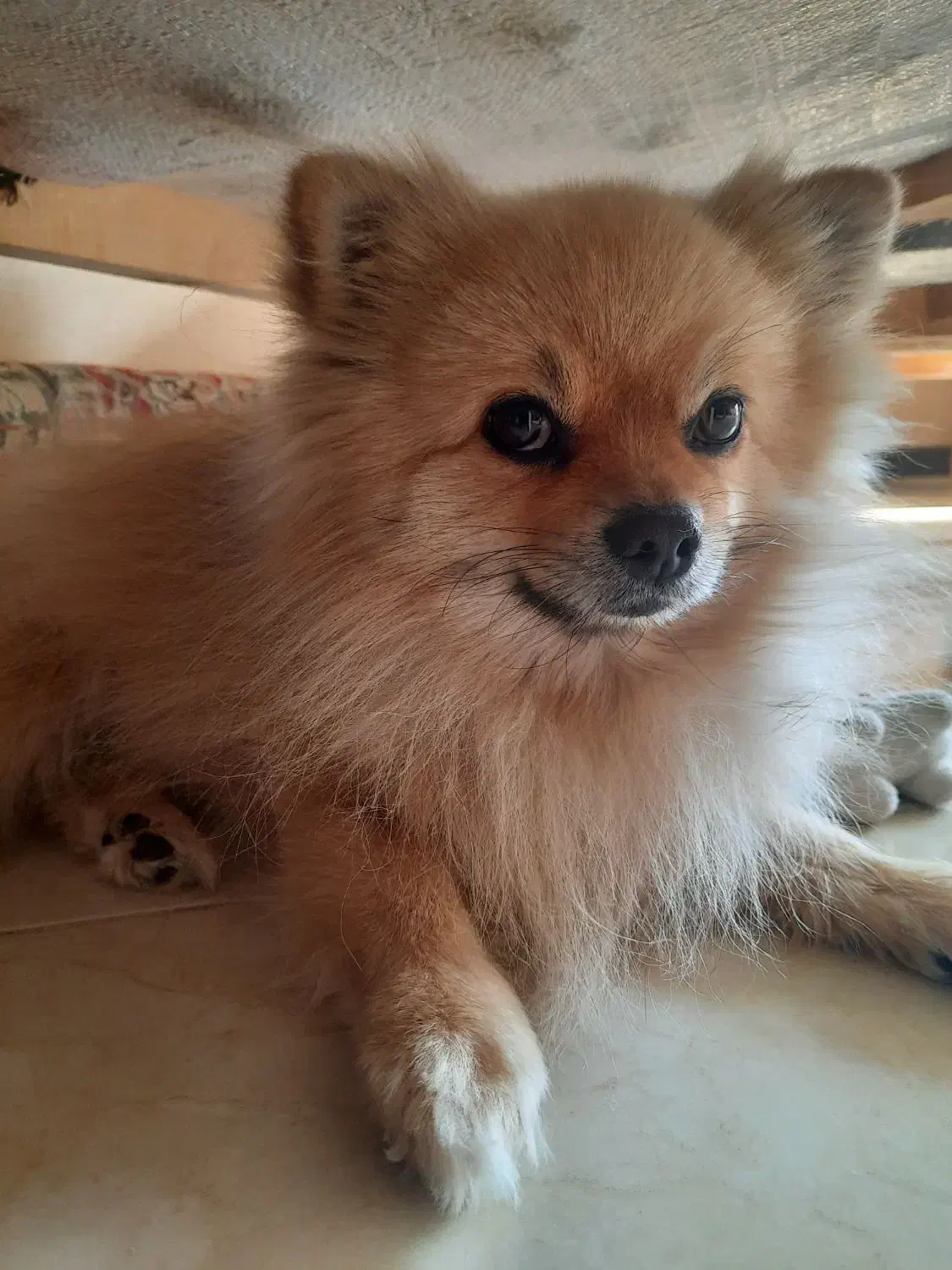 پامر خرسی|سگ|شاهین‌شهر, عطار|دیوار