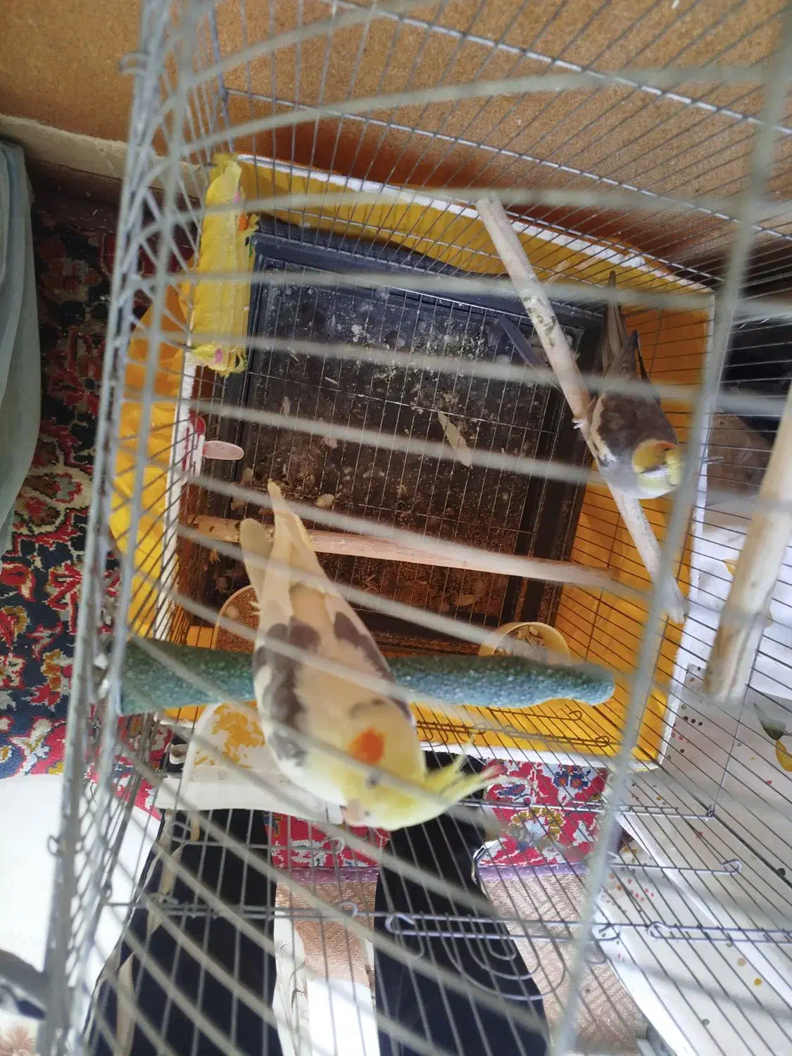 سلام به دوستان عزیز ی عروس هلندی ماده به فروش میرس|پرنده|مهاجران, |دیوار