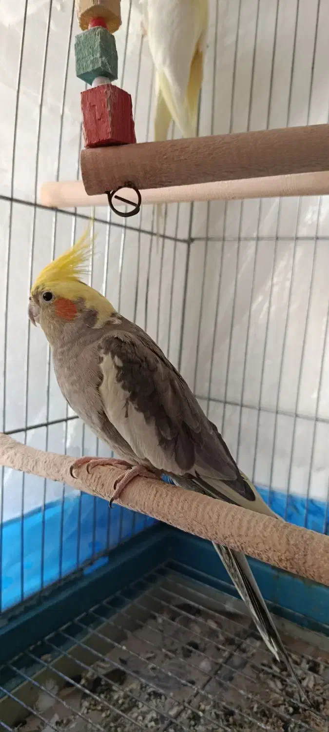 عروس هلندی یک جفت|پرنده|ارومیه, |دیوار