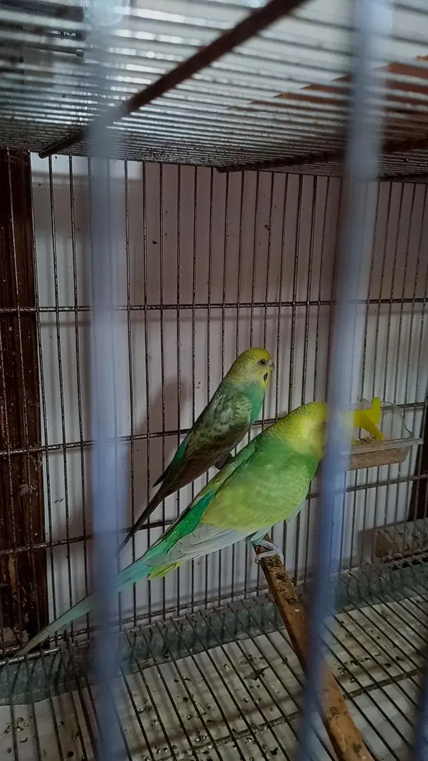 جفت رینبو|پرنده|رشت, فخب|دیوار