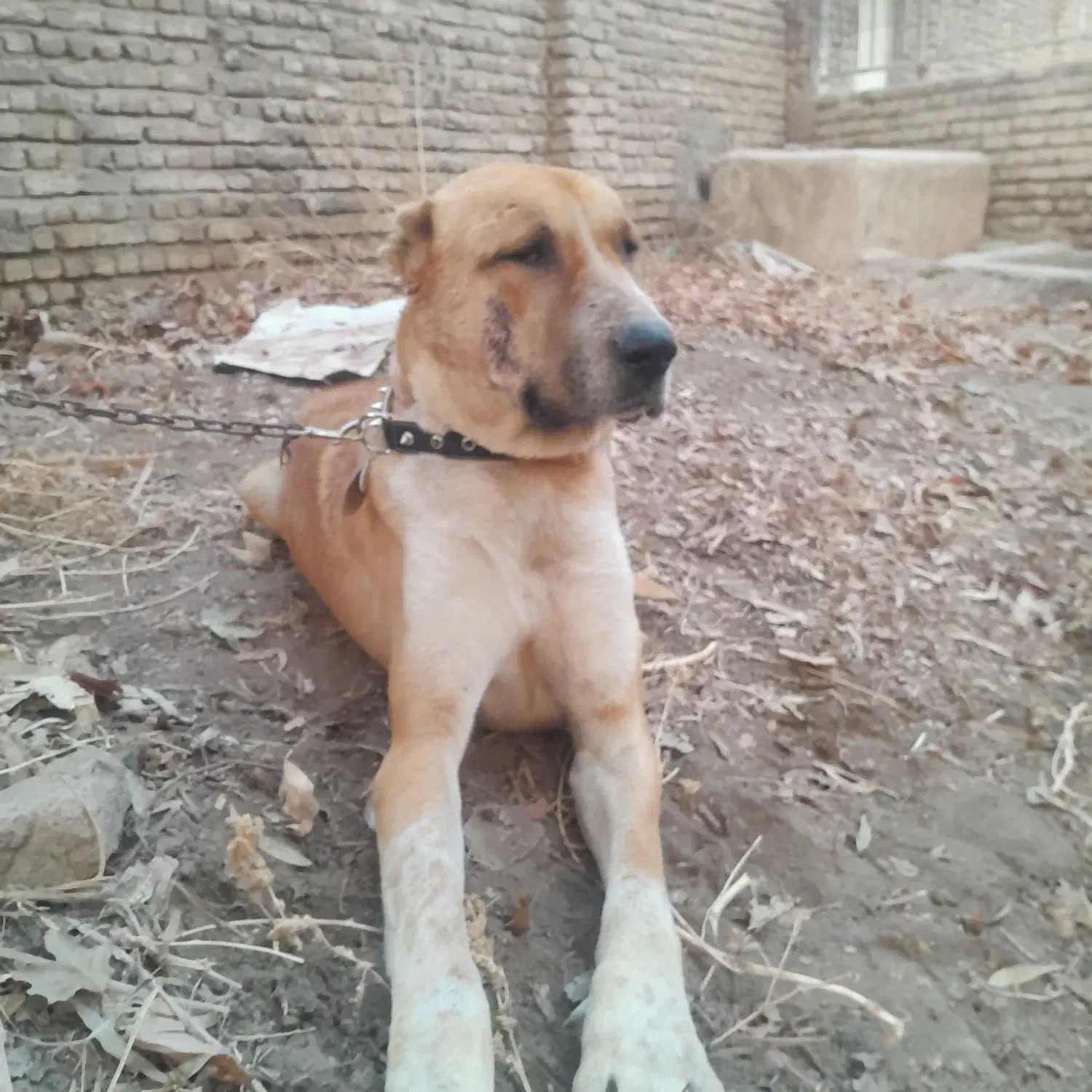 سگ گمشده|حیوانات|پاکدشت, پاکدشت (مامازند)|دیوار