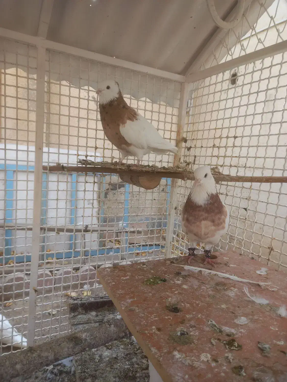 کبوترطوقی|پرنده|شهریار, شهریار|دیوار