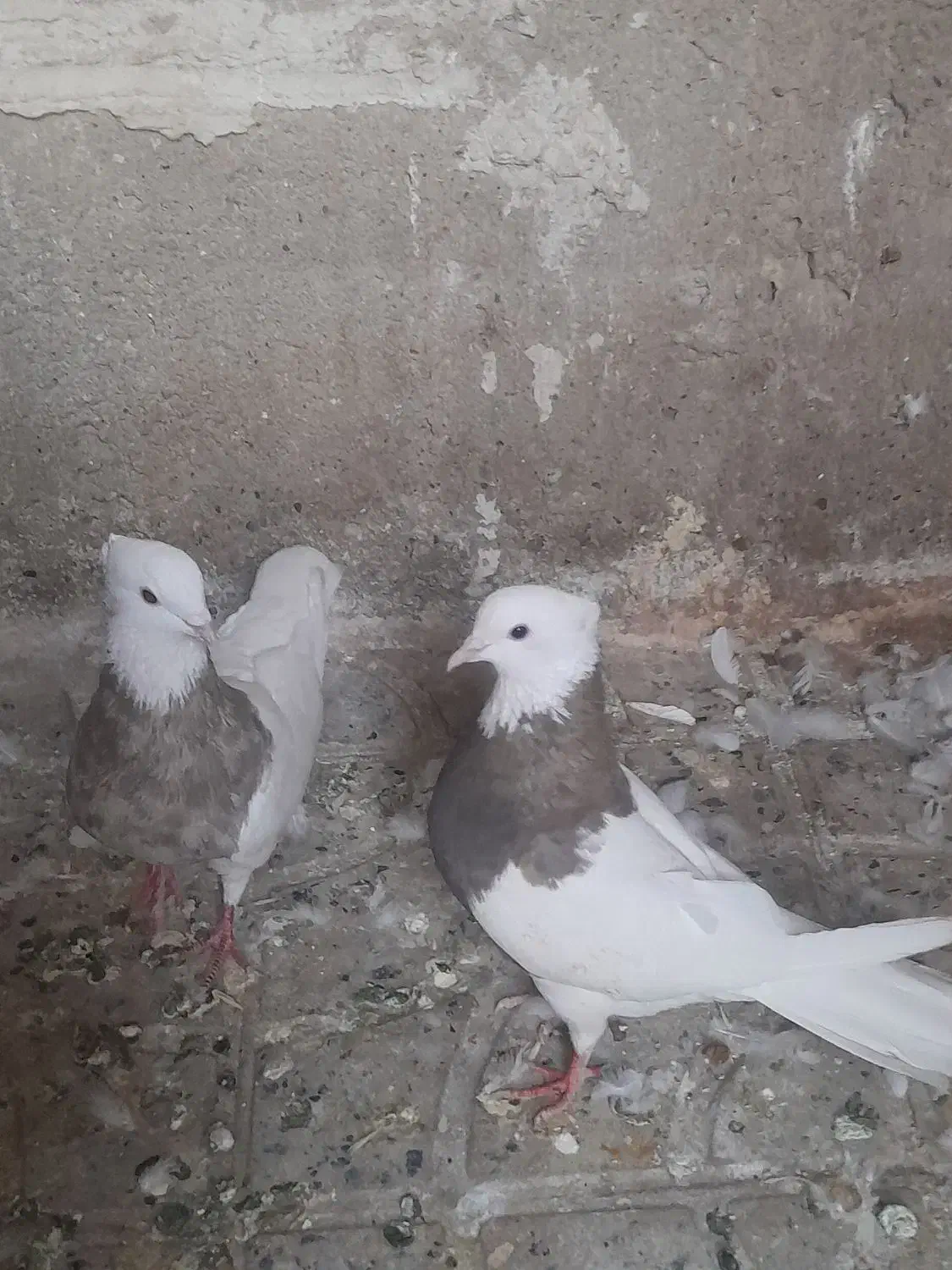 فروش طوقی وپلاکی|پرنده|دره شهر, |دیوار