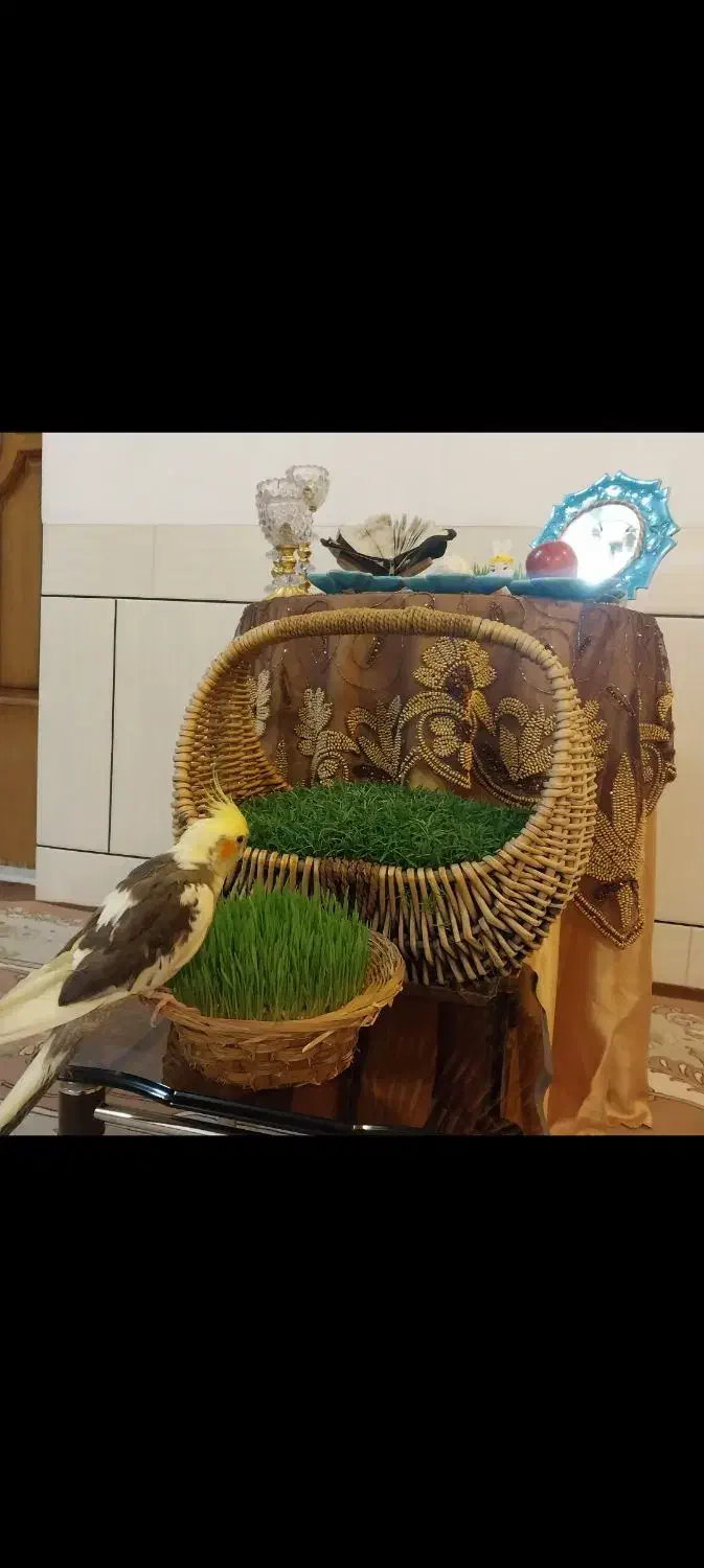 گم شدن عروس هلندی|پرنده|فرخشهر, |دیوار