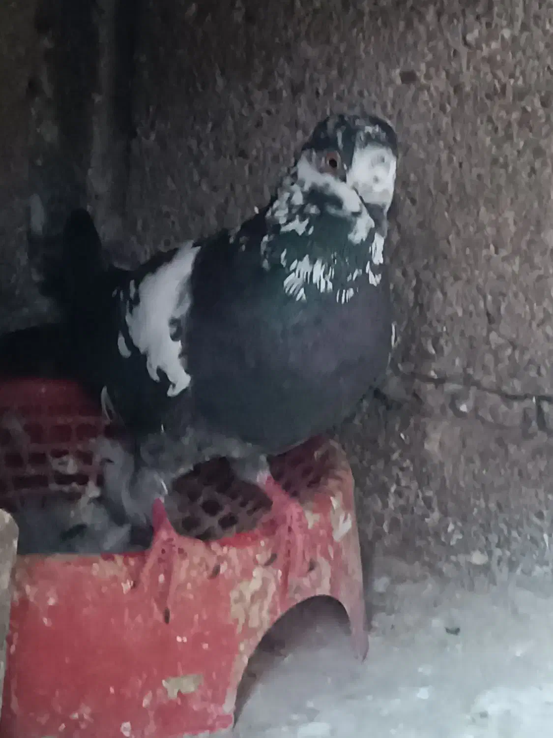 کبوتر ساده. مگسی نر و سوسکی|پرنده|گنبد کاووس, |دیوار