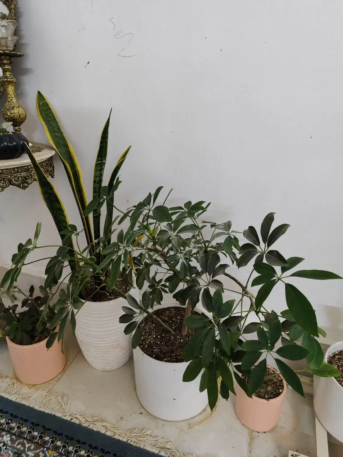 زاموفیلیا|گل و گیاه طبیعی|شاندیز, |دیوار