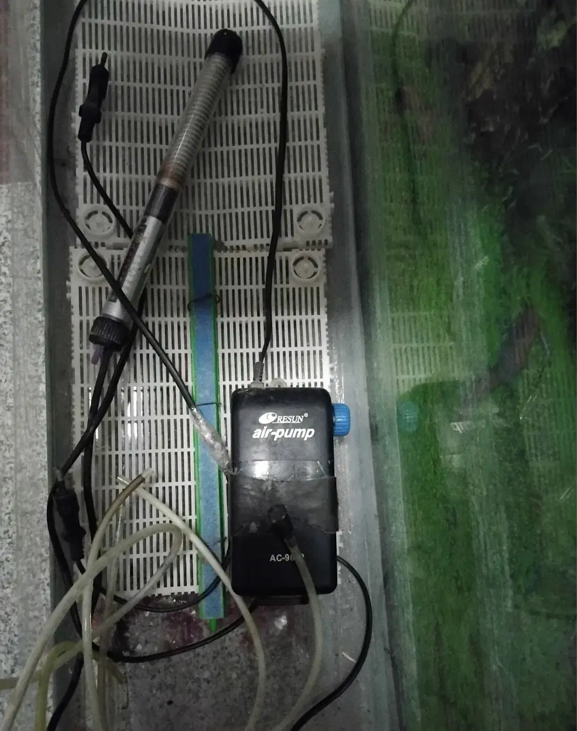 آکوا‌ریو‌م|ماهی|گرگان, |دیوار