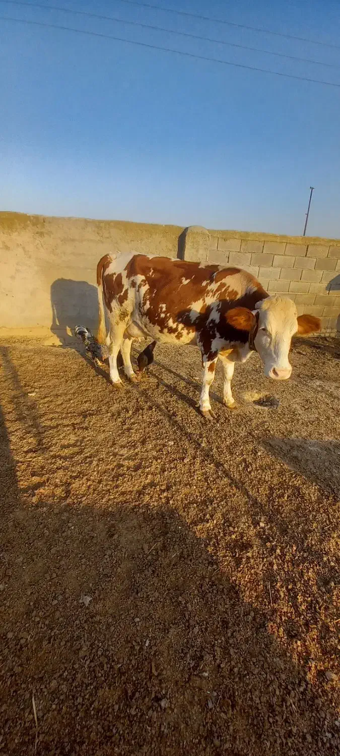 گاو سیمیتال|حیوانات مزرعه|سیمین شهر, |دیوار