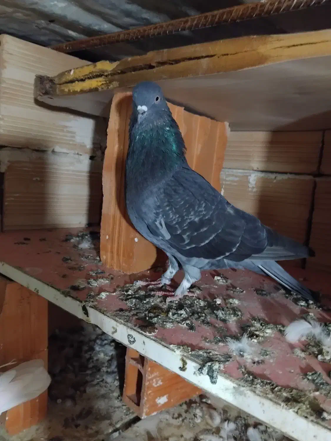 سلام به عشق بازان|پرنده|پارس‌آباد, |دیوار