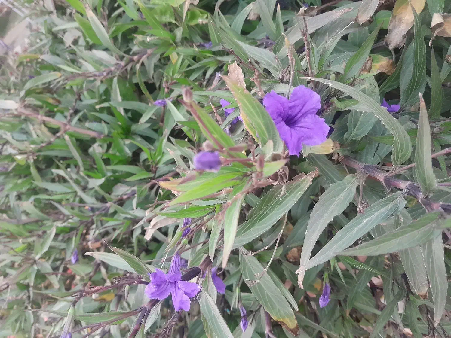 باغبانی،باغچه،گلکاری|خدمات باغبانی و درختکاری|سمنان, |دیوار