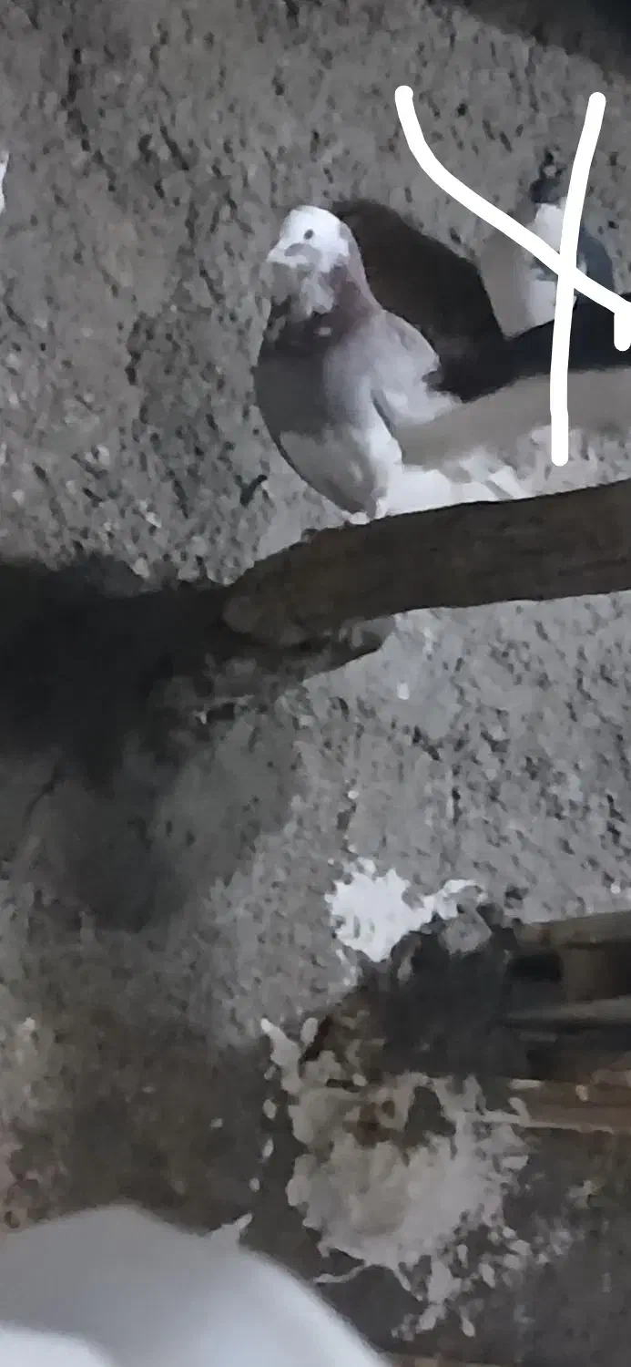 .‌..|پرنده|مبارکه, |دیوار