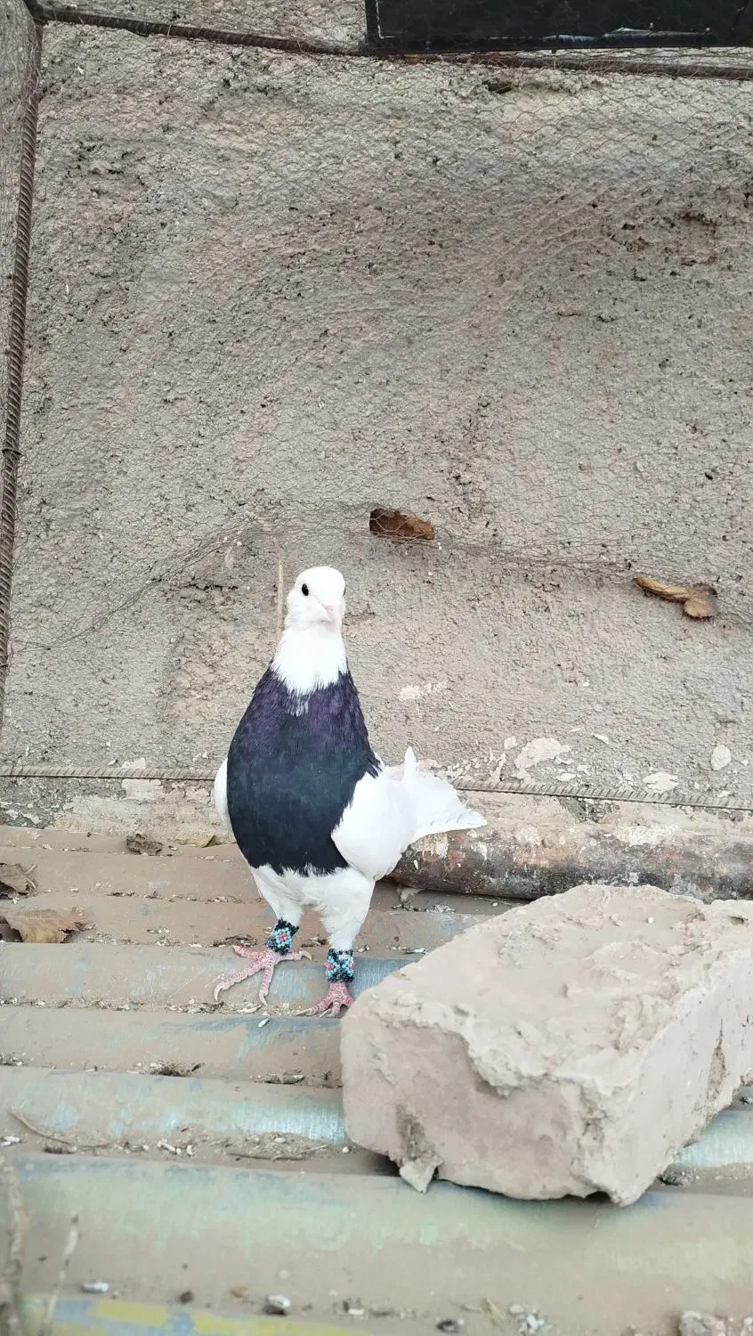 طوق|پرنده|سرایان, |دیوار