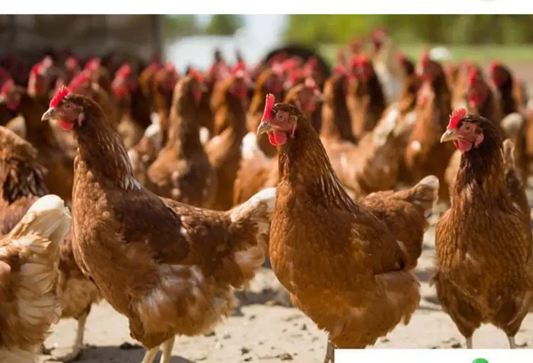 مرغ محلی|پرنده|فریدونشهر, |دیوار