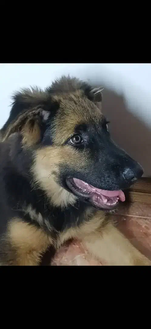 سگ ژرمن شپرد گمشده به نام هیرو|حیوانات|شهریار, شهریار|دیوار