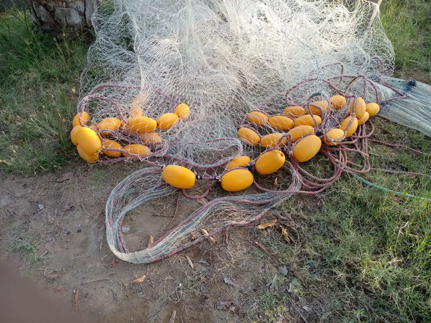 جل قایق حلوا|ماهیگیری|بمانی, |دیوار