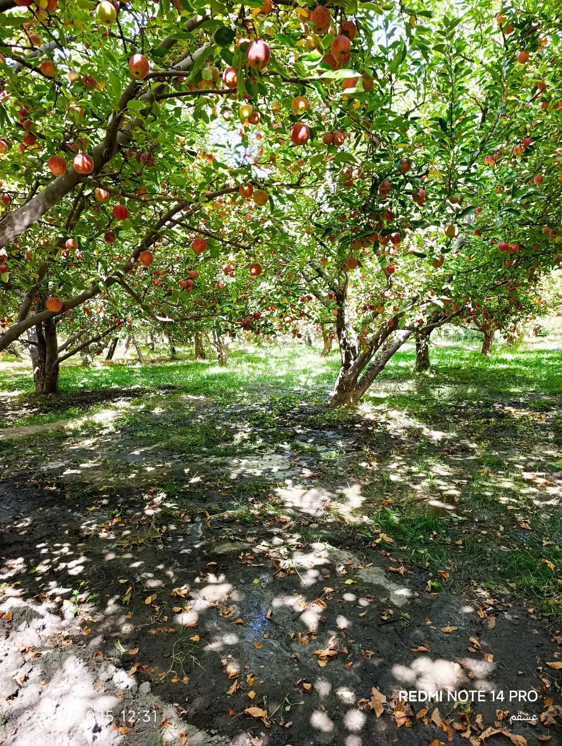 باغ گلبهار آبقد تهاترومعاوضه|فروش زمین و ملک کلنگی|گلمکان, |دیوار