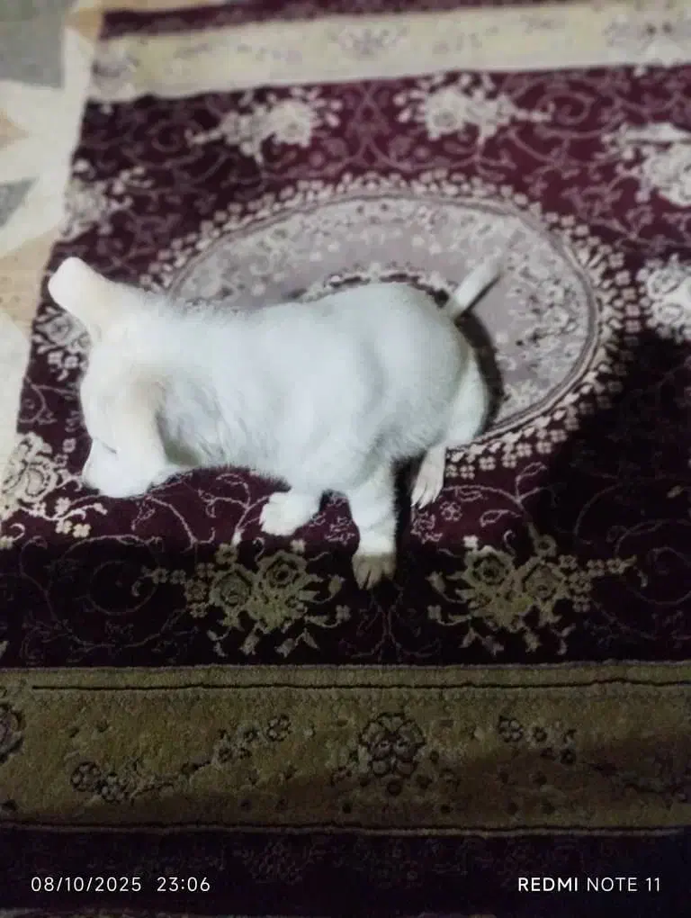 سگ گمشده|حیوانات|شوشتر, |دیوار