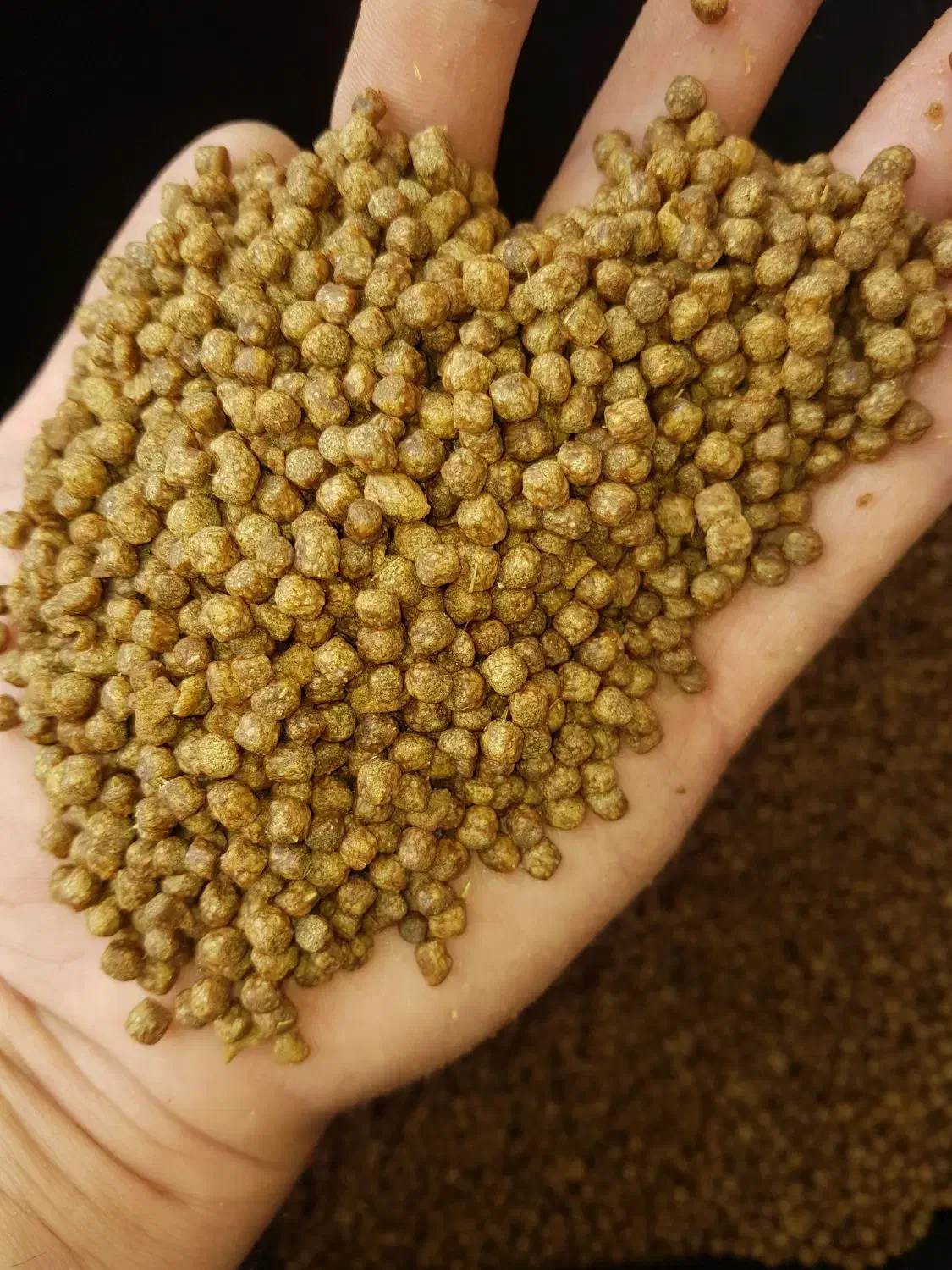 خوراک غذای ماهی کپور غذا ماهی قزل الا.|ماهی|زاهدان, |دیوار