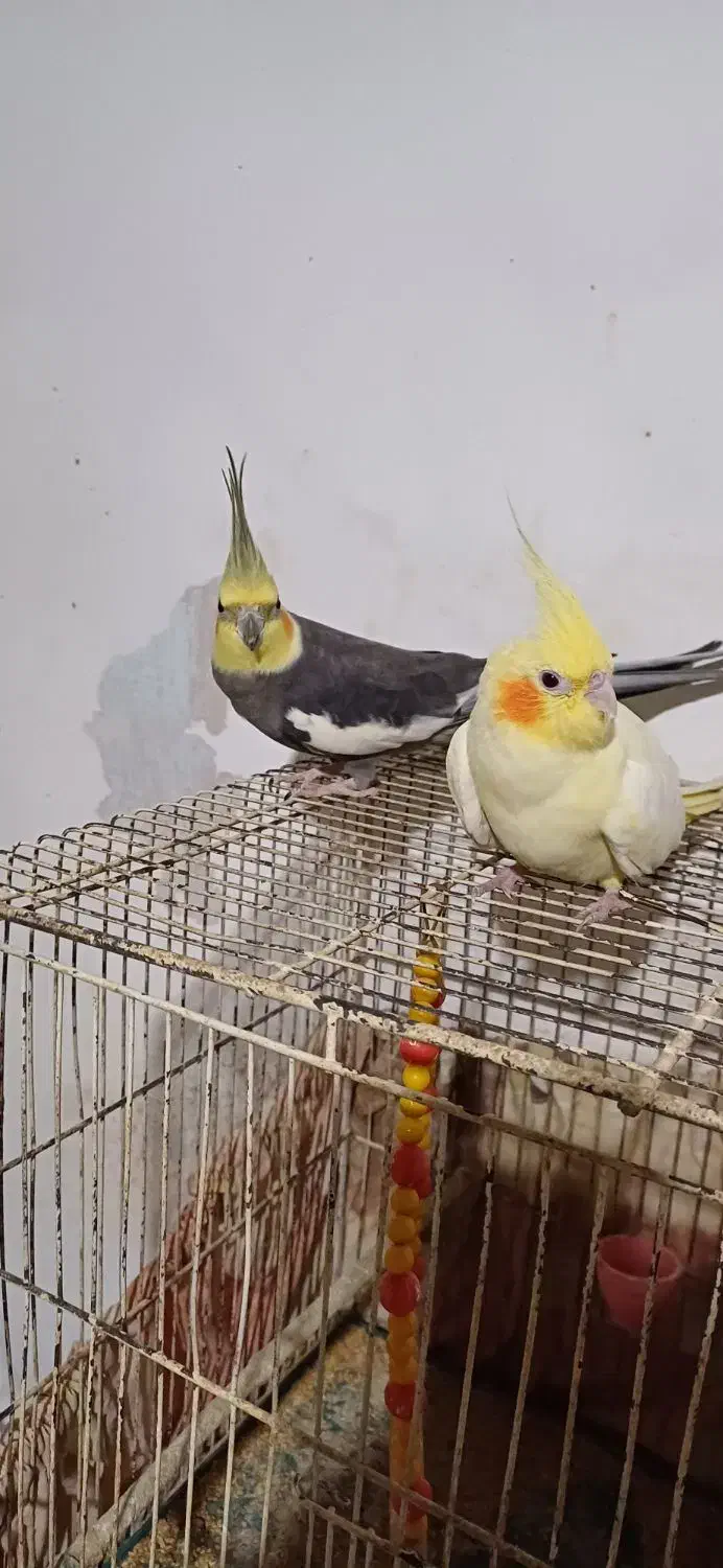 جفت عروس هلندی|پرنده|رشت, رودباری|دیوار