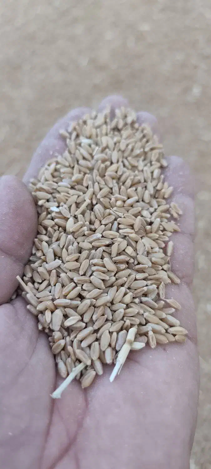 گندم ریژاو تمیز|خدمات باغبانی و درختکاری|چرداول, |دیوار
