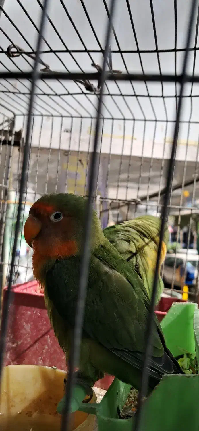 طوطی برزیلی|پرنده|پلنگ آباد, |دیوار